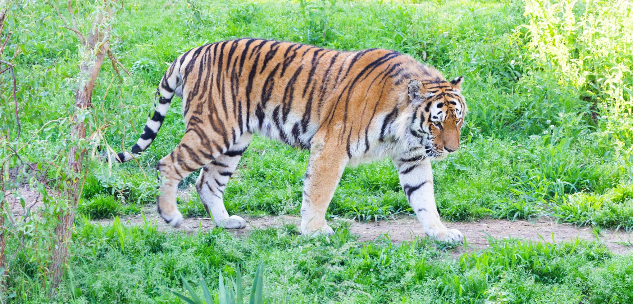 tigre en un zoológico de vida silvestre, uno de los carnívoros más grandes de la naturaleza. foto