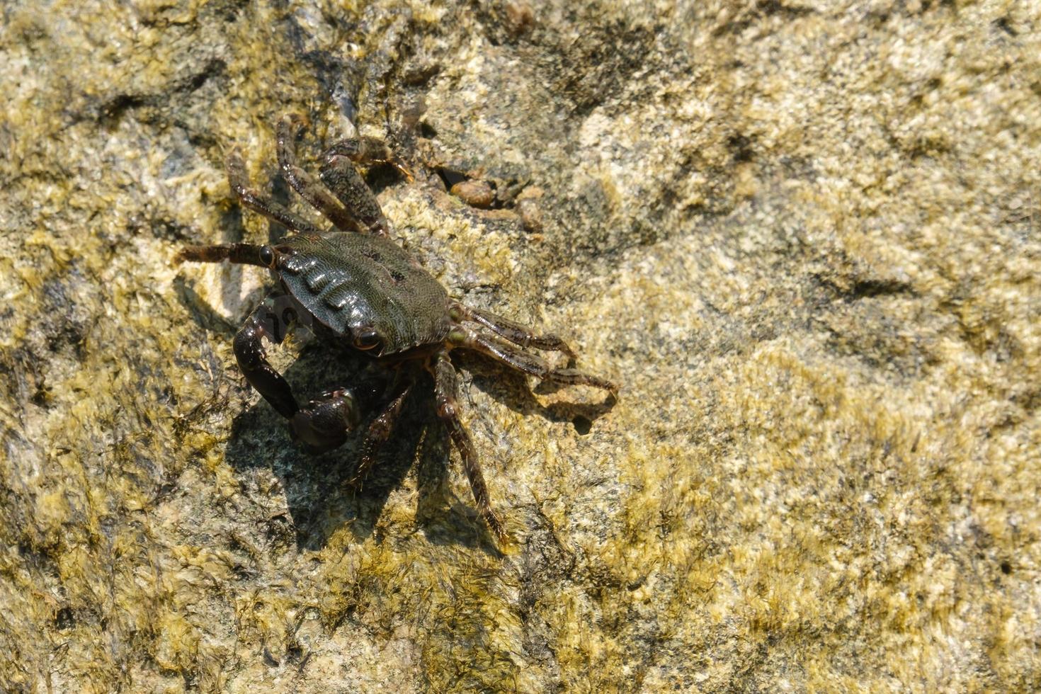 Crab at Sanatorium near Volkonka Sochi Russia photo