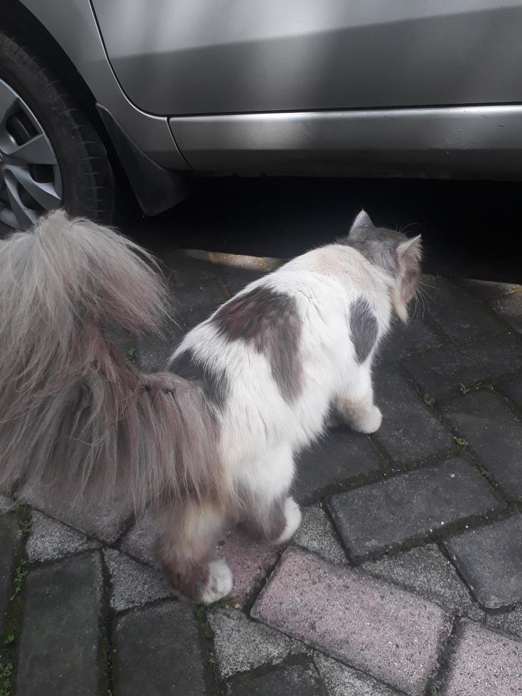 portrait of a cat from the side with thick fur photo