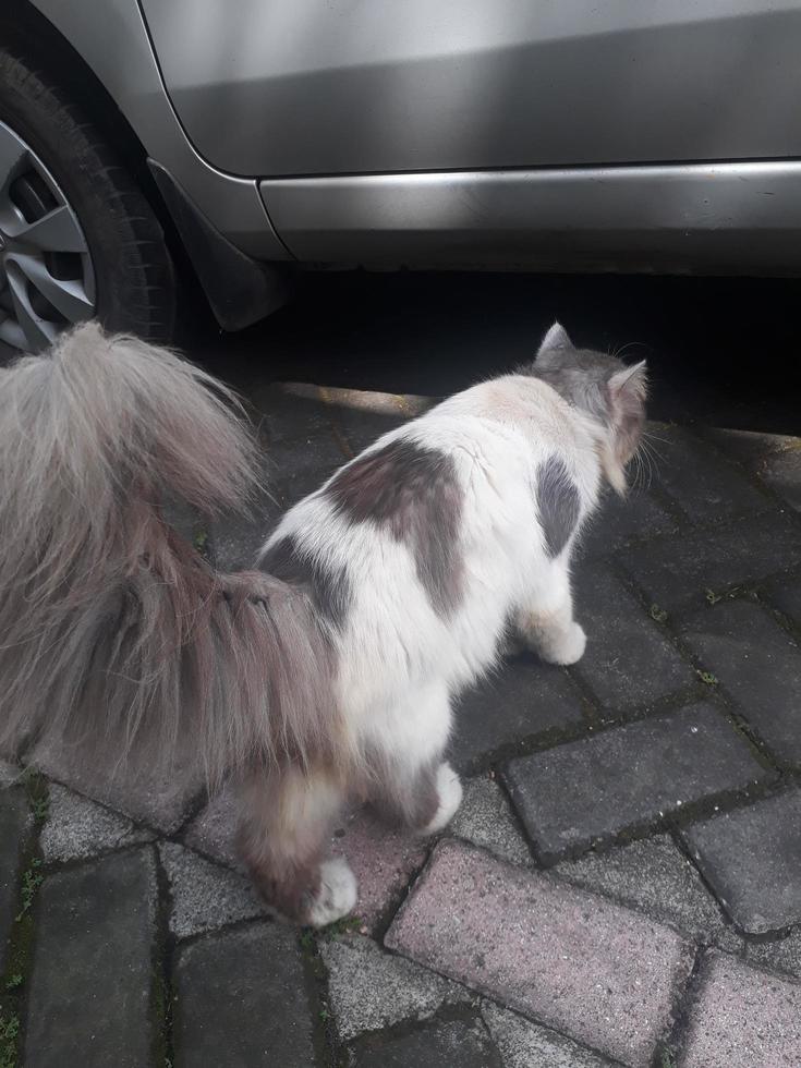 retrato de un gato de lado con piel gruesa foto