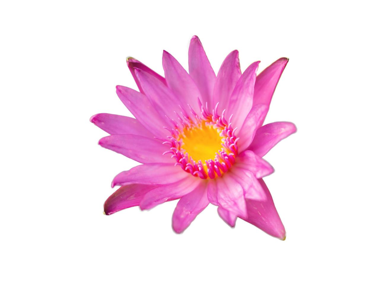 Pink lotus flowers on white background photo