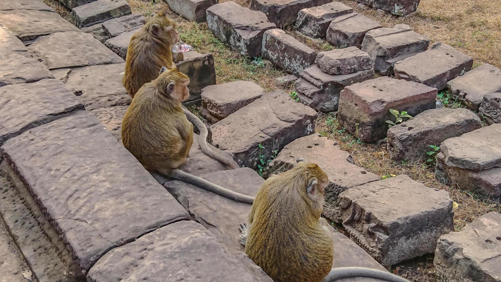 familia de monos en angkor wat foto
