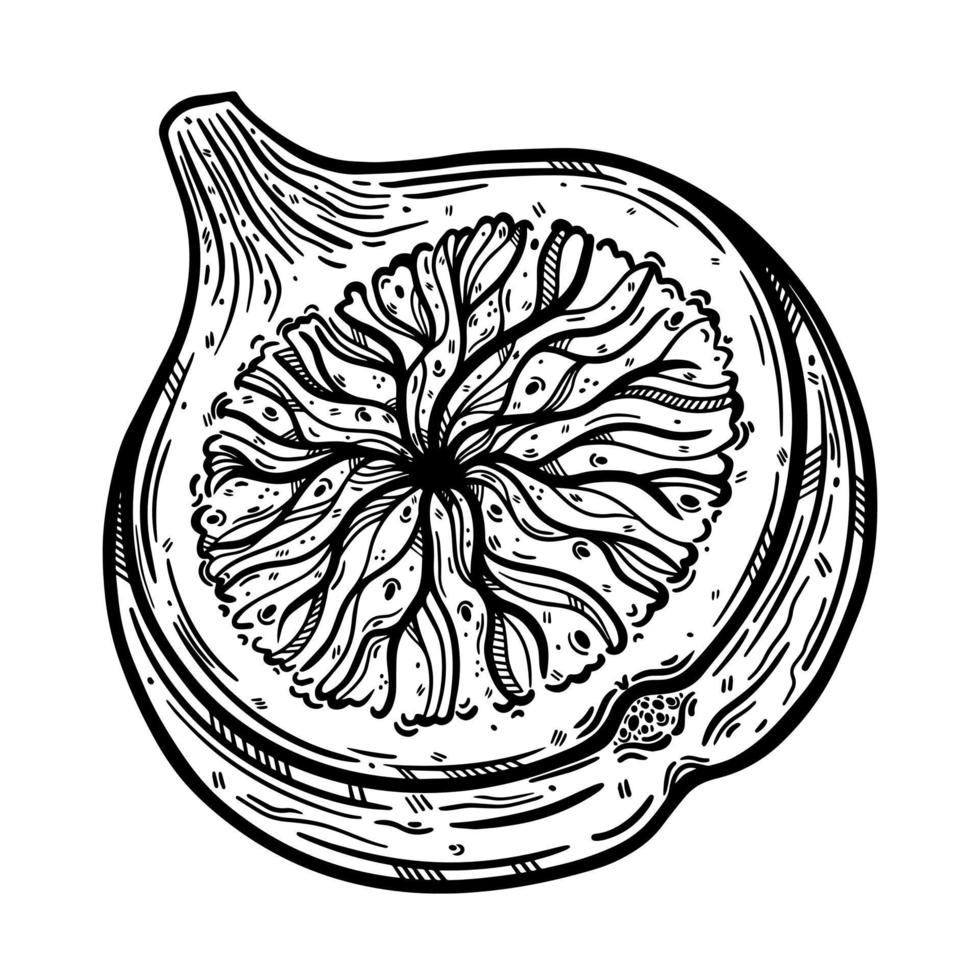 Half fig vector icon. Vintage sketch of ripe garden fruit with tasty pulp, seeds. Monochrome outline of vegetarian plant. Piece of exotic dessert. Hand drawn illustration isolated on white