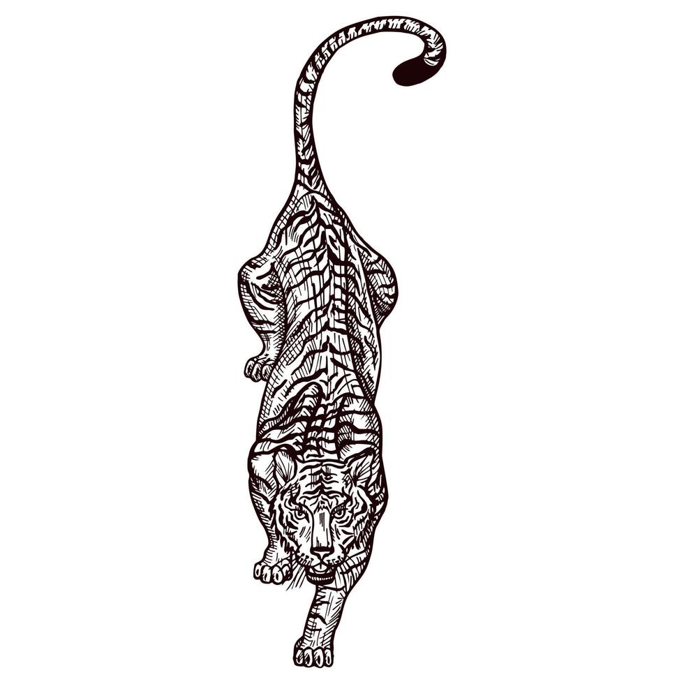 Engraved Tiger hunting in isolated white background. Vintage wild animals in hand drawn style. vector