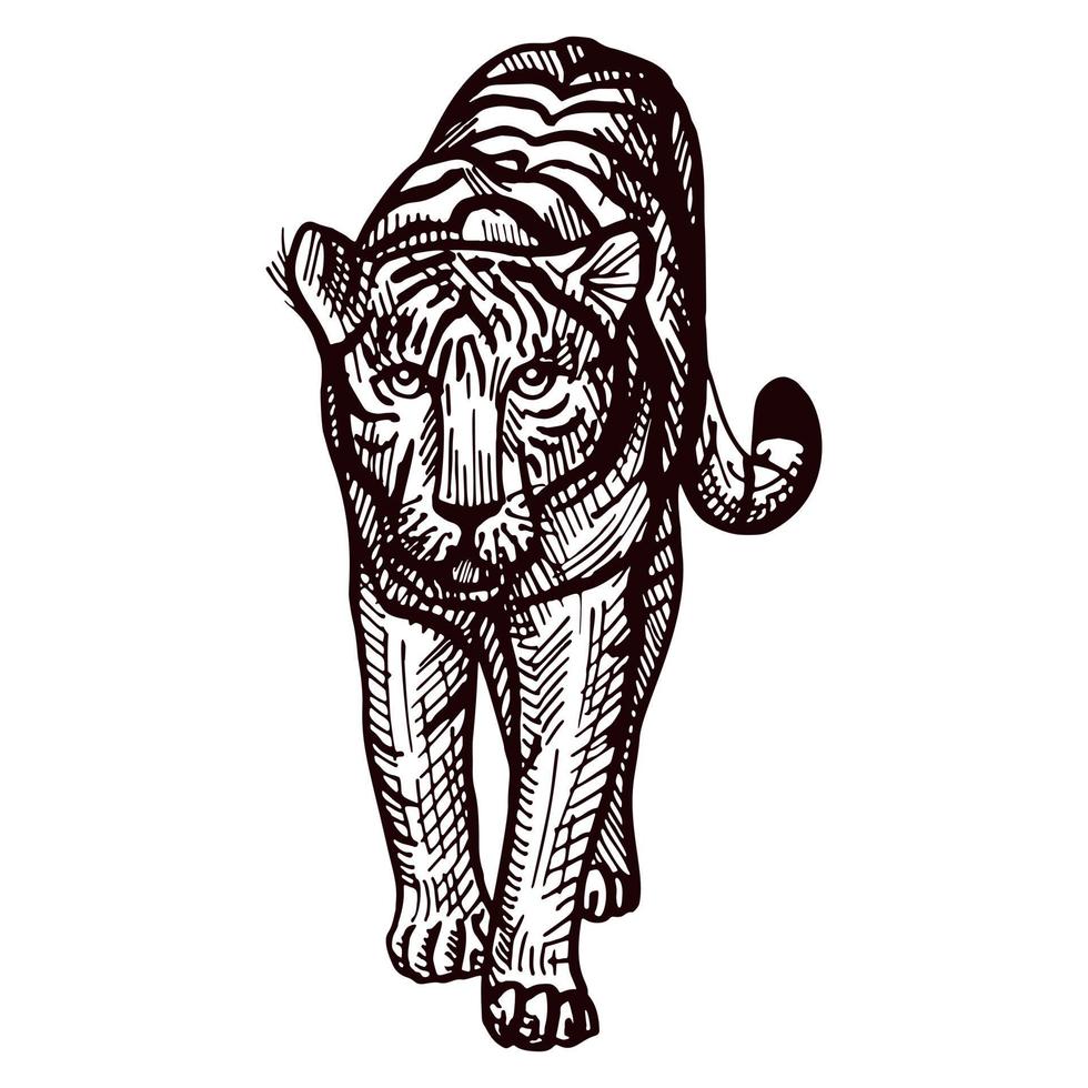 Tiger walking engraved in isolated white background.. Vintage wild animals in hand drawn style. vector
