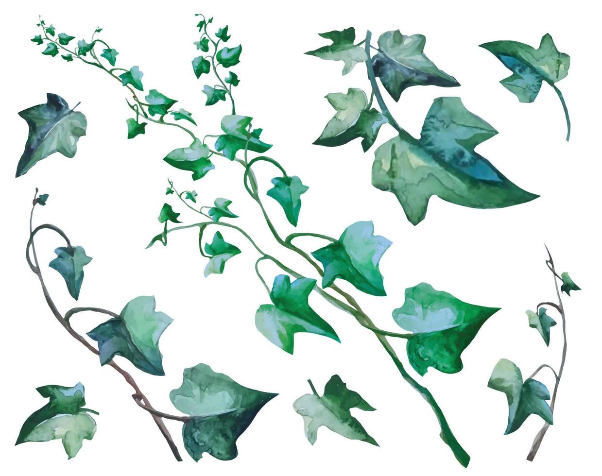 set ivy plant with climbing branches, vine botanical illustration vector