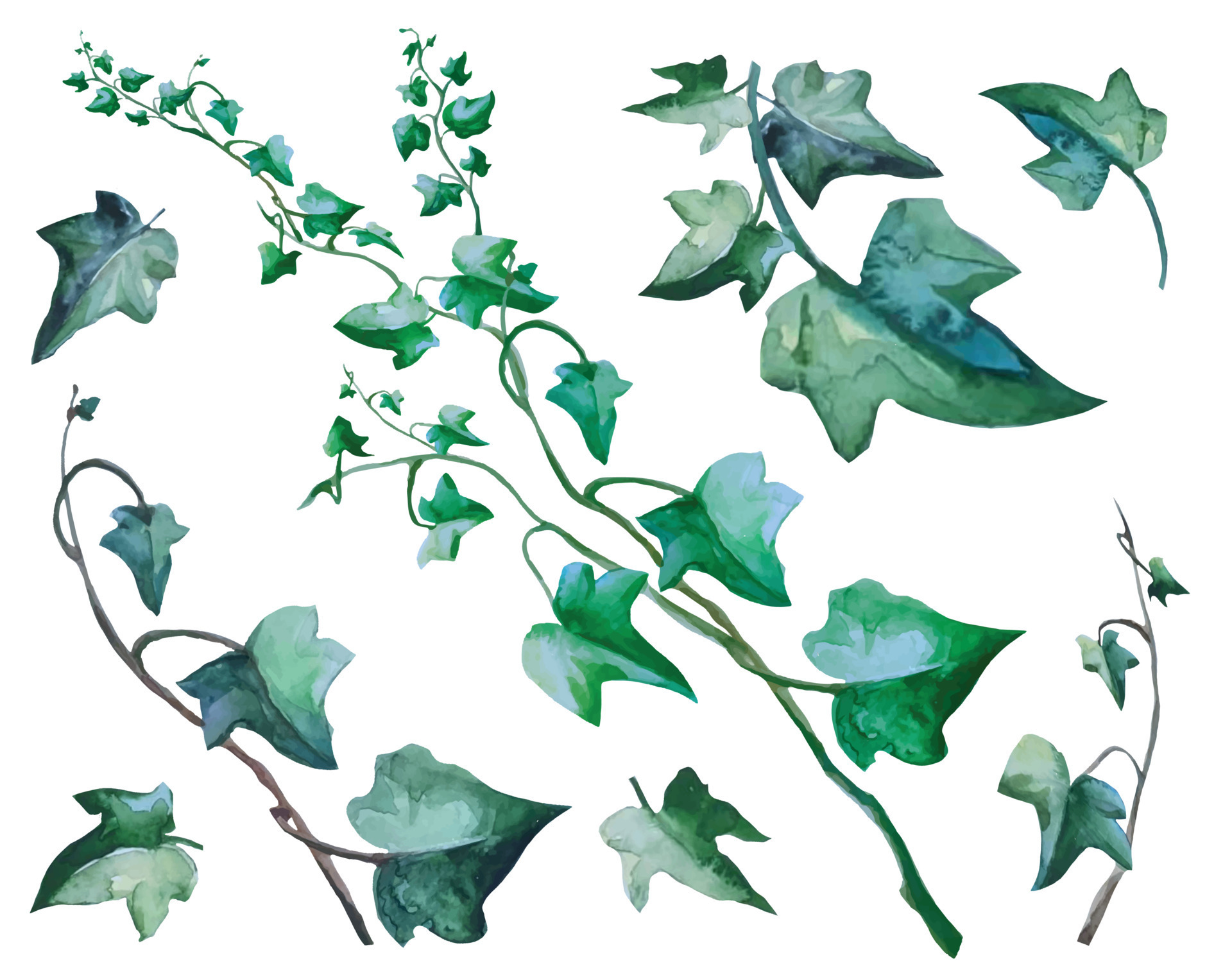 Green vines and flower stock illustration. Illustration of botanical -  12952892