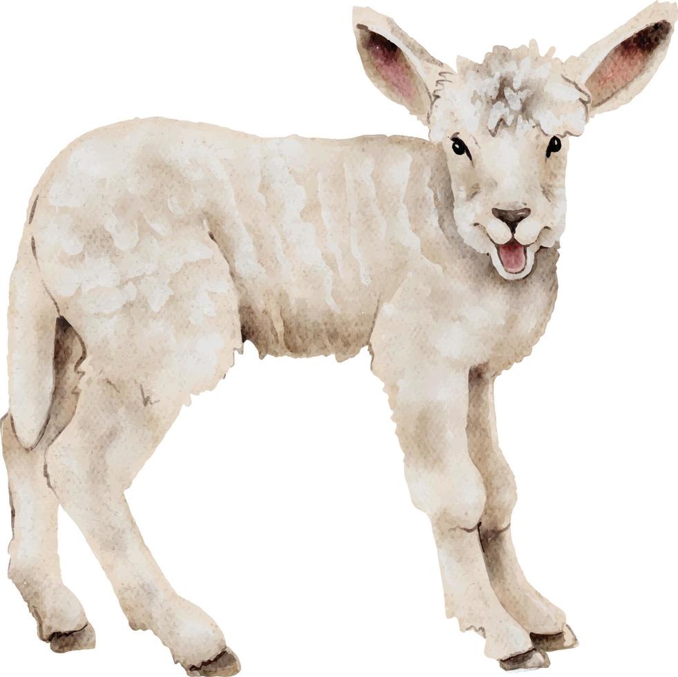 young lamb, watercolor illustration isolated on white background. vector