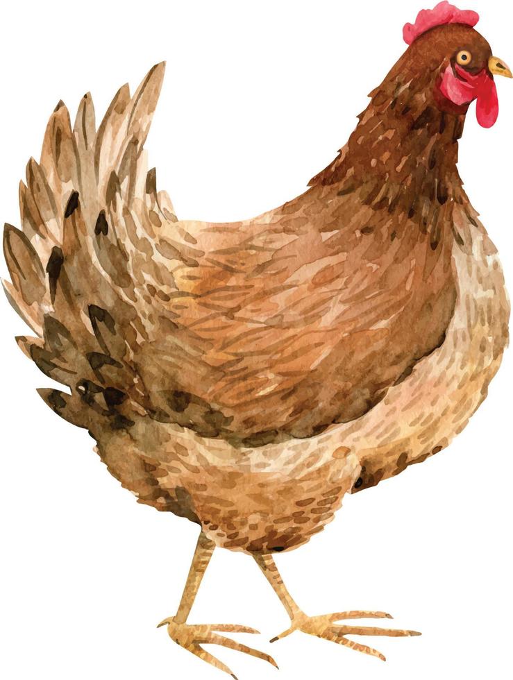 orange poultry chicken, watercolor illustration. vector