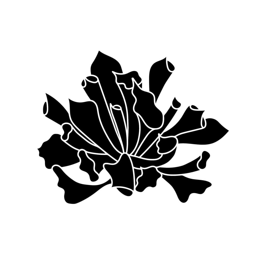 Succulent echeveria in simple style, vector illustration. Desert flower for print and design. Silhouette mexican plant, graphic isolated element on a white background. Houseplant for decor interior