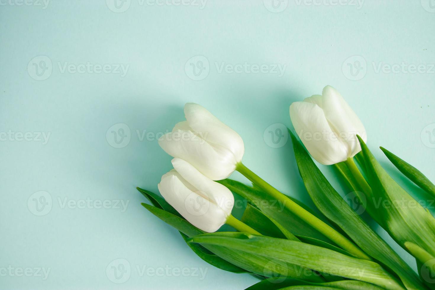 ramo de tulipanes blancos sobre fondo azul pastel. símbolo de primavera y ternura foto