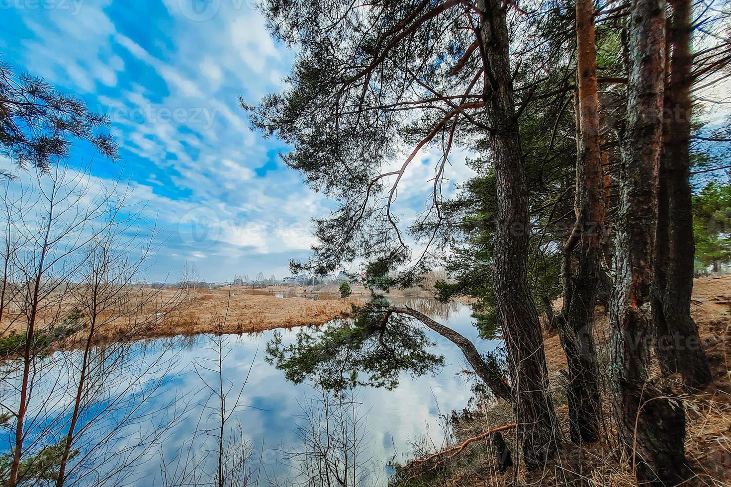 naturaleza del norte a principios de primavera. pinos en la orilla del río. turismo ecológico, paisaje tranquilo. el cielo azul se refleja en el agua. foto