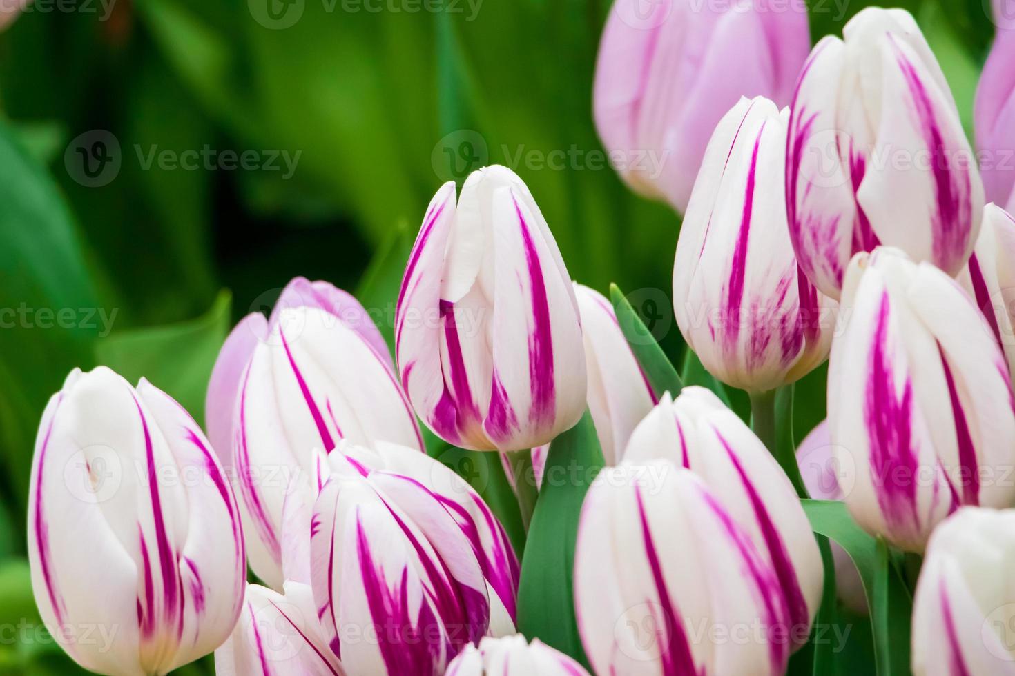 tulipanes en crecimiento. flores frescas en el campo de la granja. foto