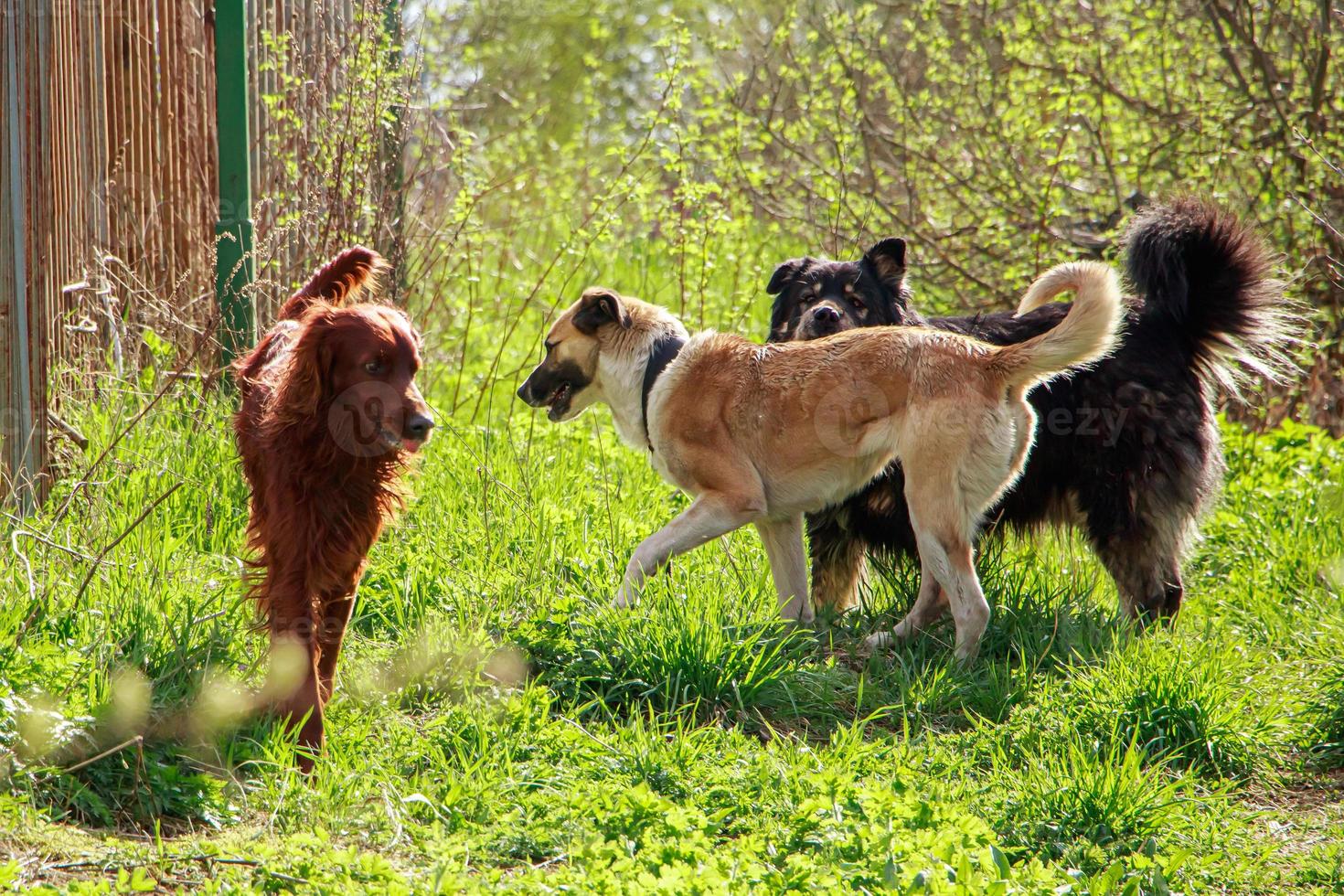 Three pets are playing in nature. Red, black and white dogs walk on the spring grass. photo