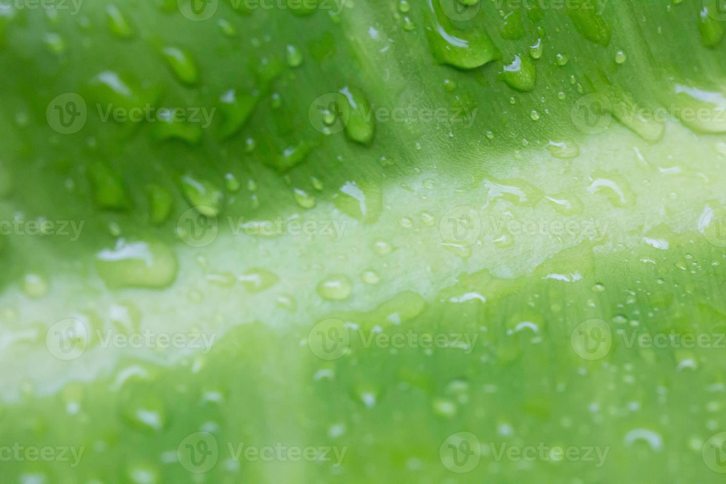 Green leaves with water drops photo