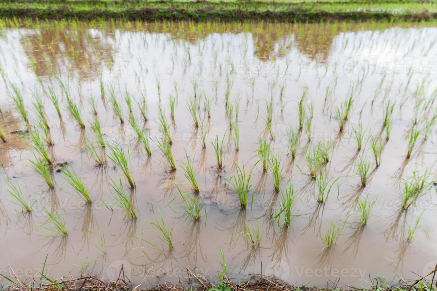 Las sembradoras de arroz están sin terminar. foto