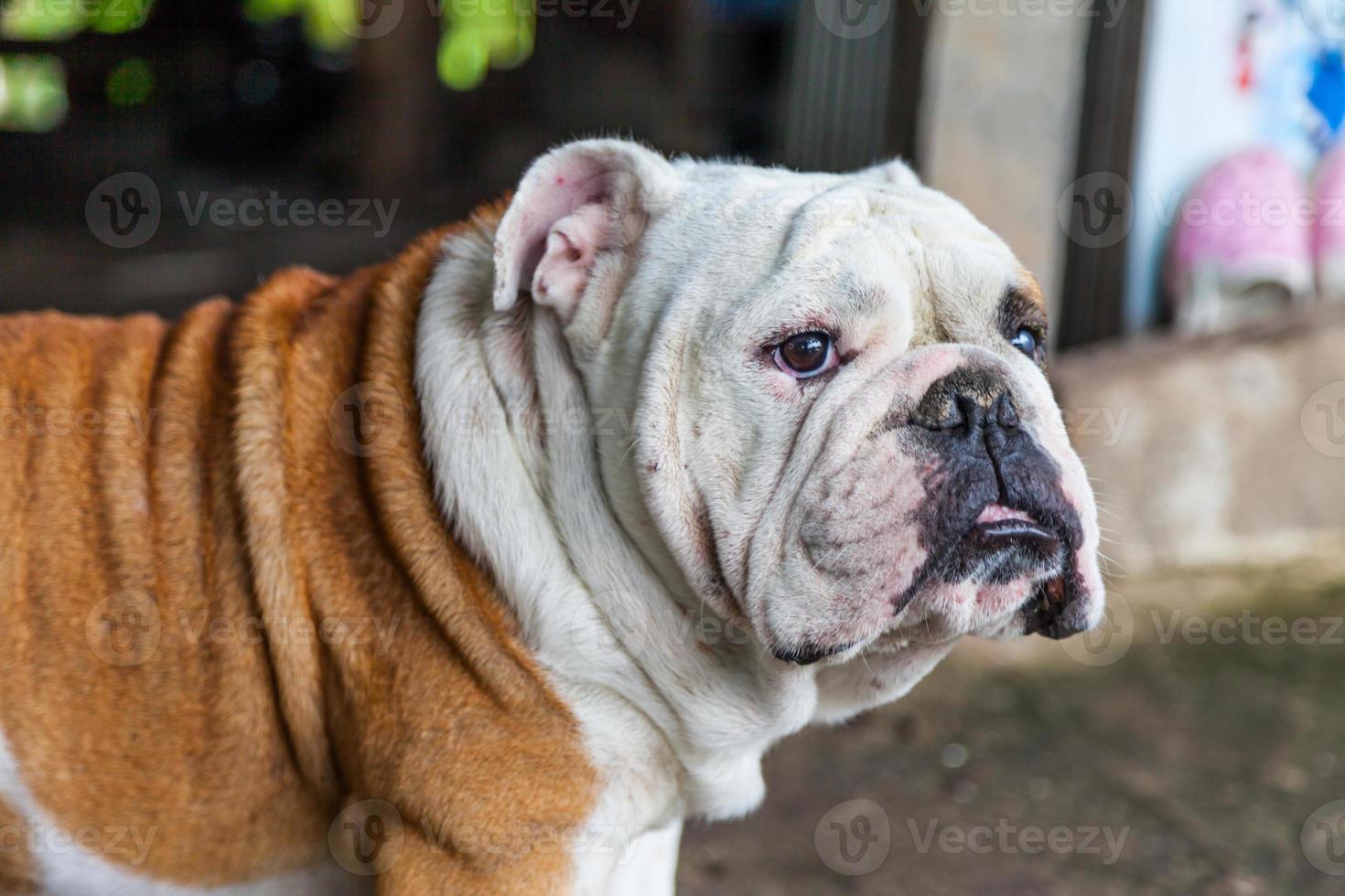 Cachorro de bulldog británico mirando foto