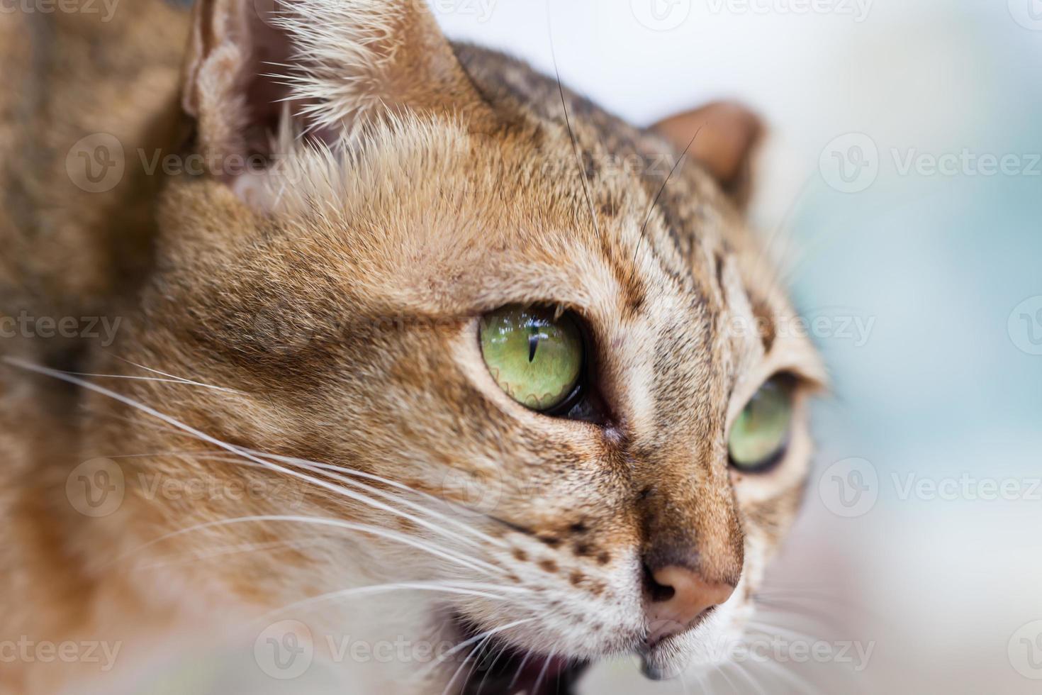 ojo de gato, gato de bengala en marrón claro y crema foto