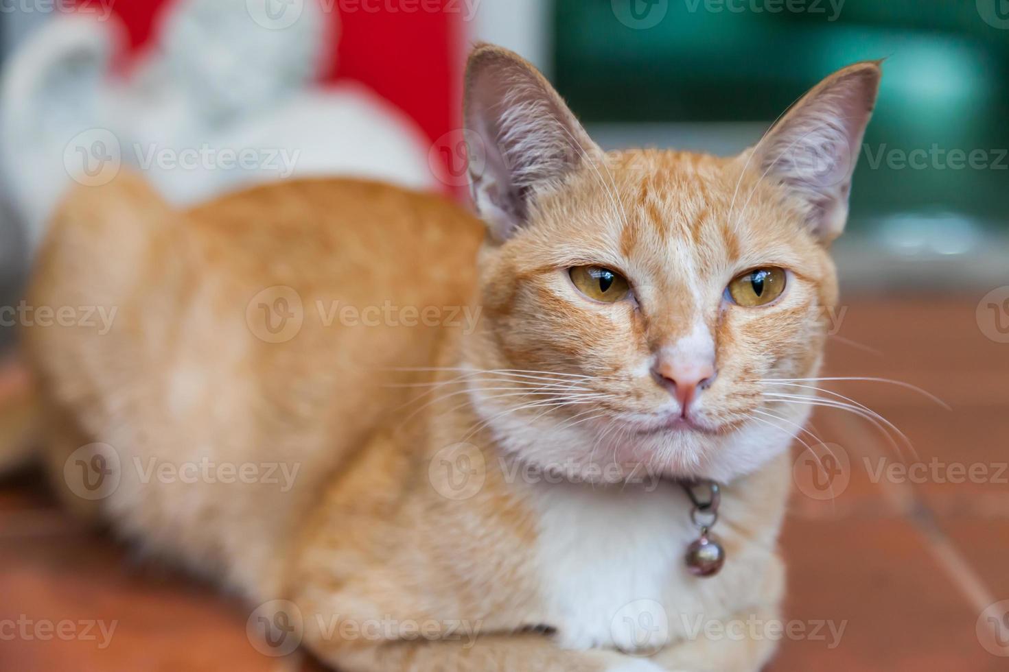 lindo gato de piel marrón en el suelo foto