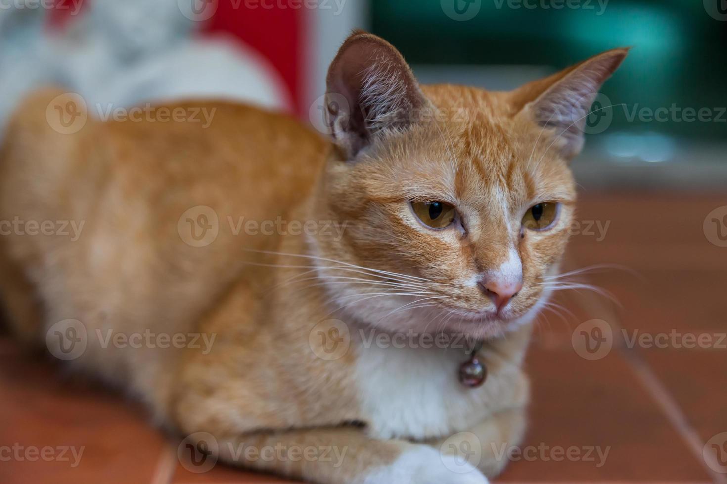 lindo gato de piel marrón en el suelo foto