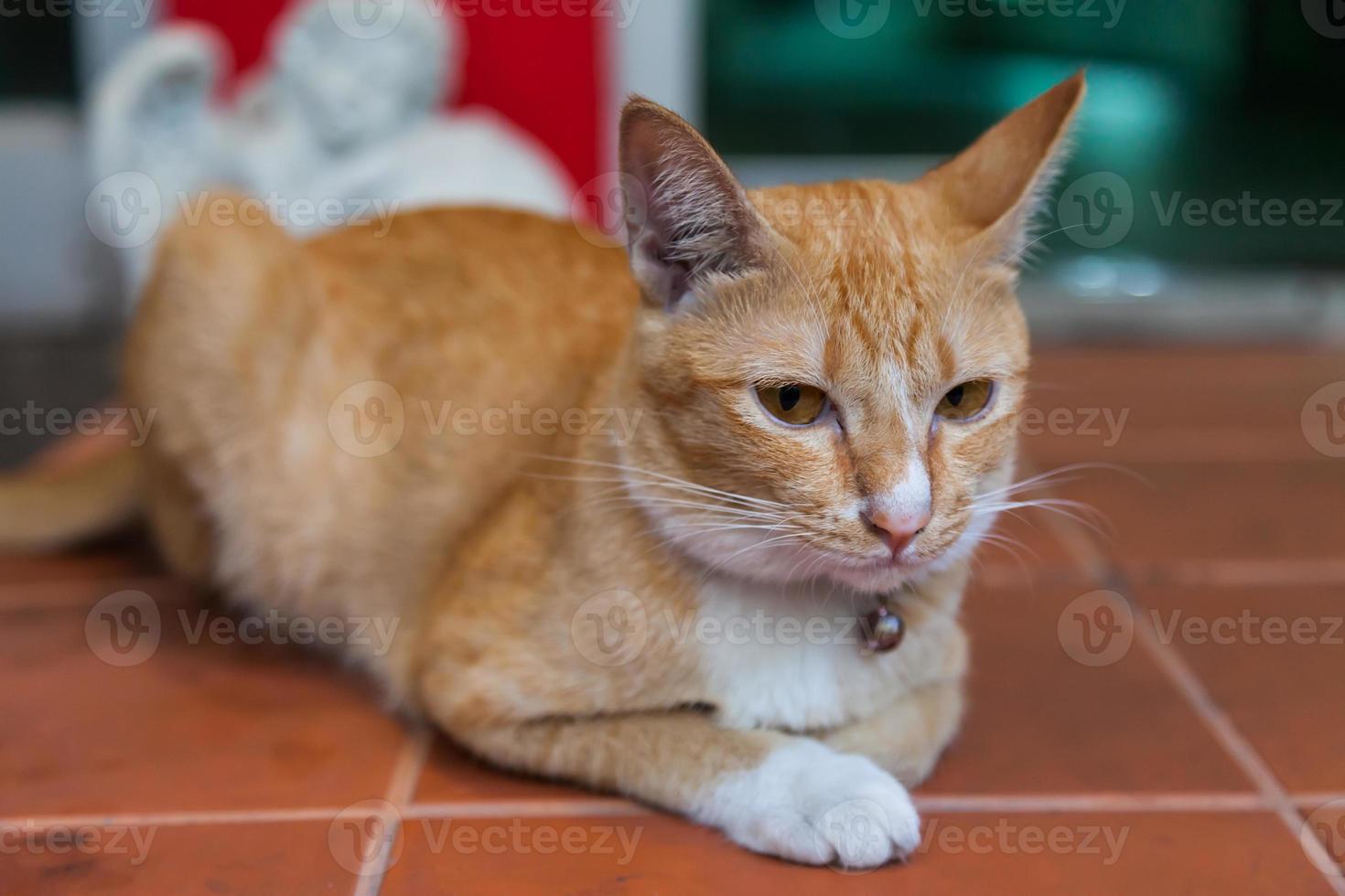 Cute brown fur cat on the floor photo