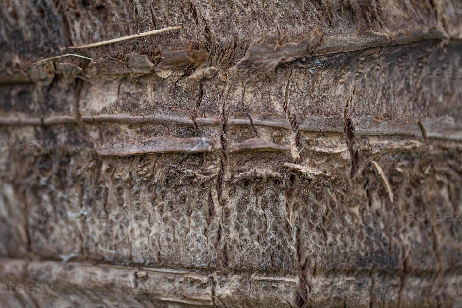 coconut tree trunk texture photo