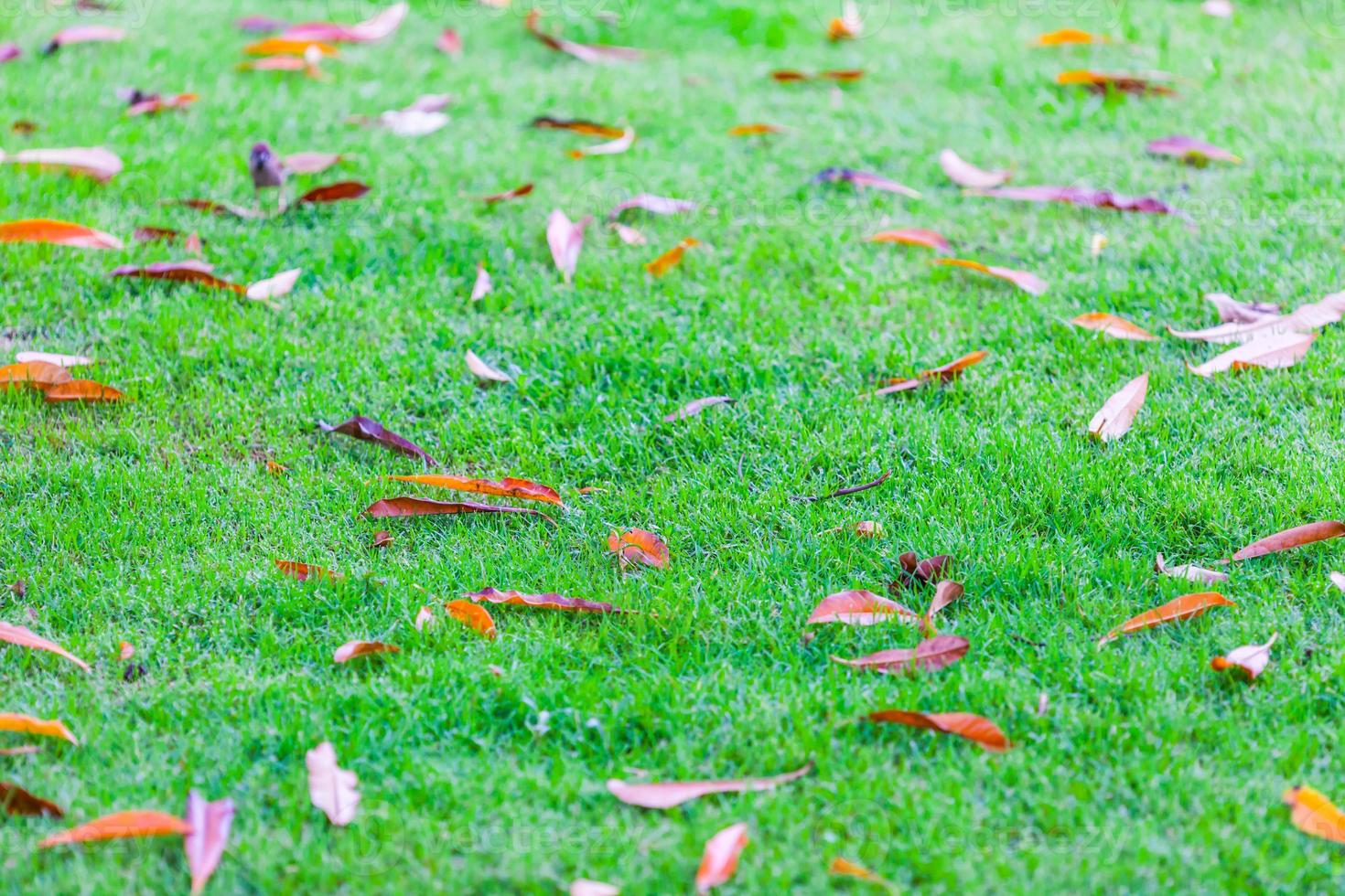 césped verde en el parque de la ciudad con hojas secas foto