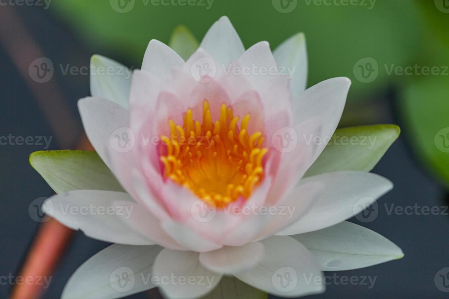 White Lotus Flower photo