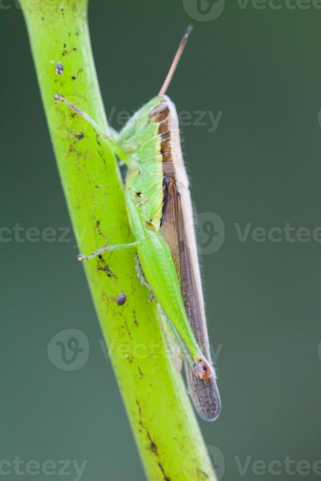 Grasshopper perched on a lotus flower photo