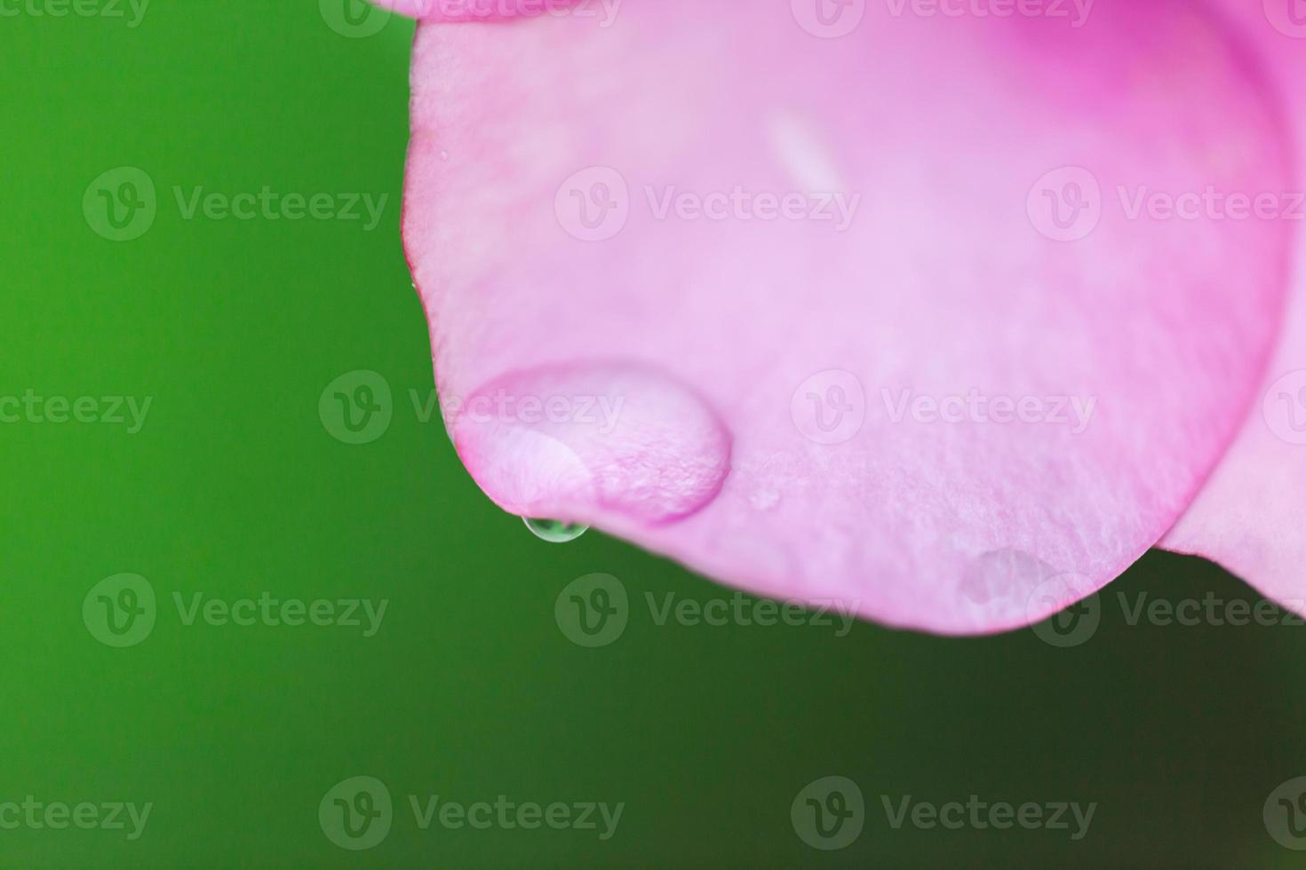 Water drop on pink petals nature background photo