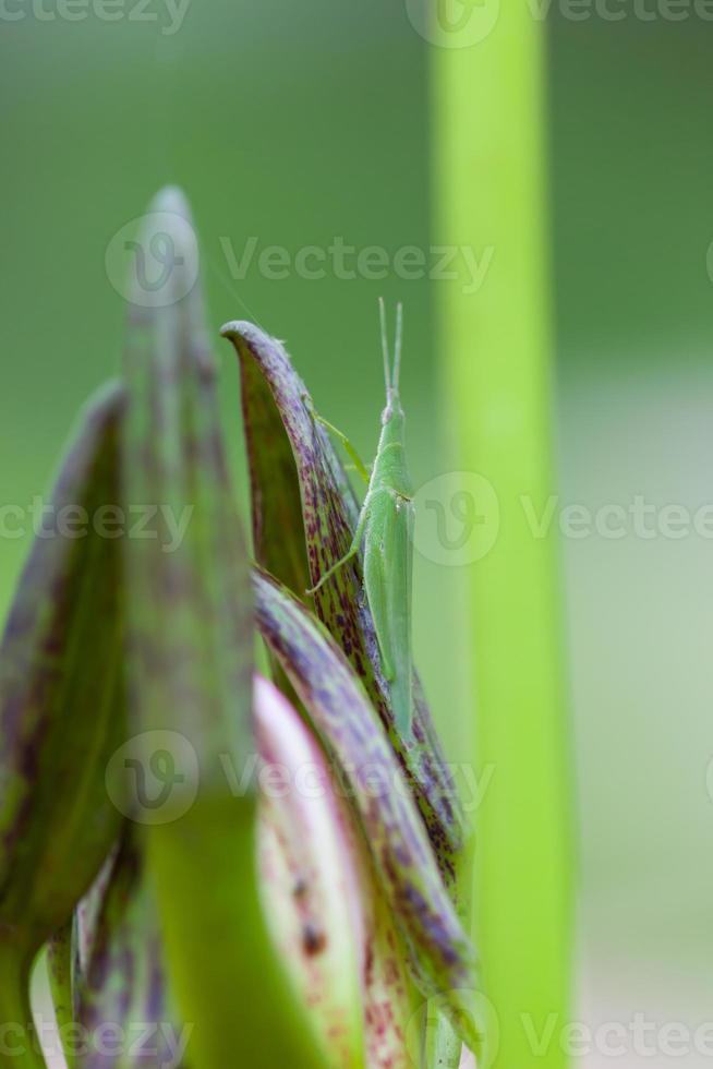 Grasshopper perched on a lotus flower photo