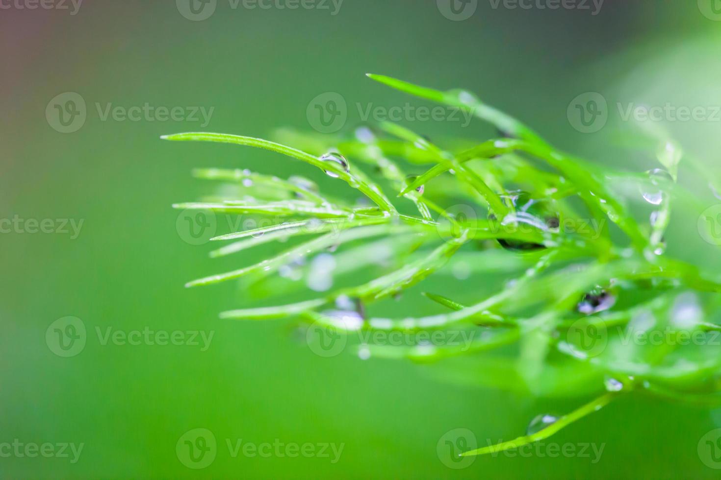 Dew drops close up nature background photo