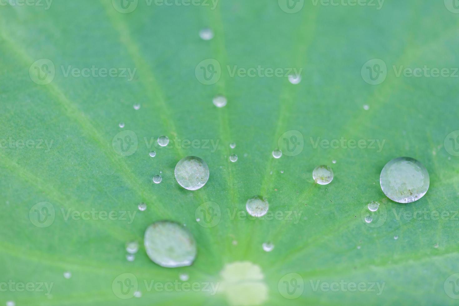 hoja de loto verde con gota de agua foto