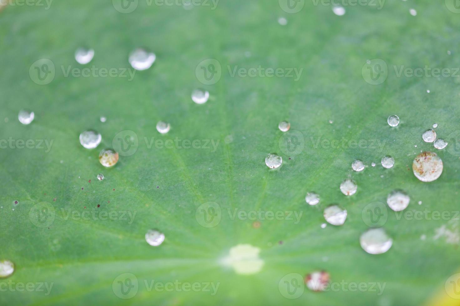 hoja de loto verde con gota de agua foto