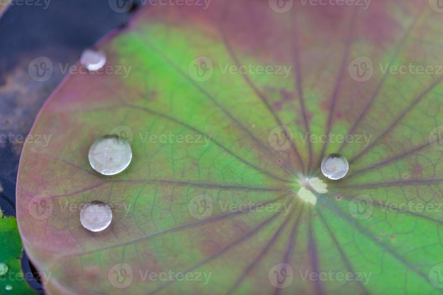 hoja de loto verde con gota de agua foto