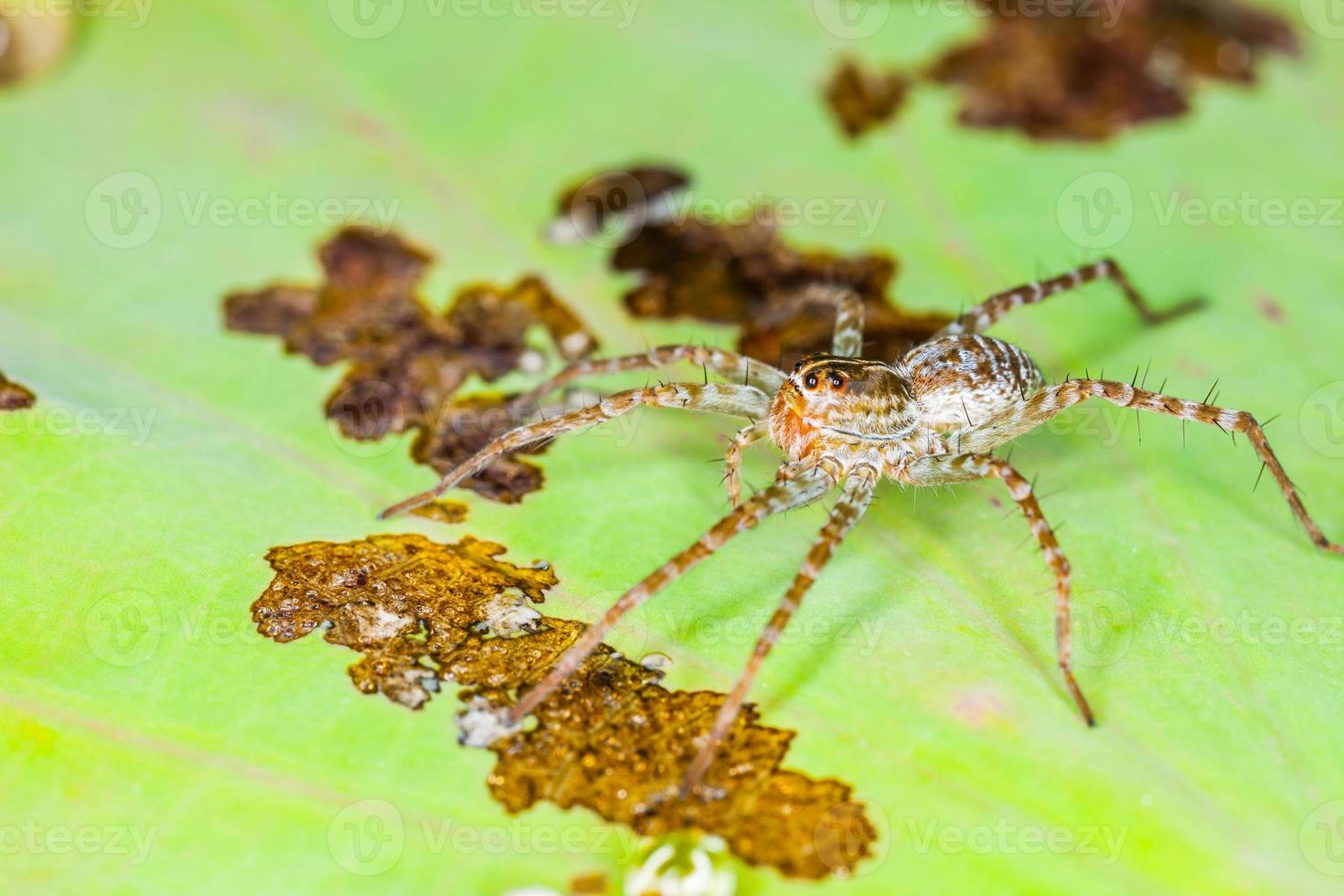 araña posada en una hoja de loto foto