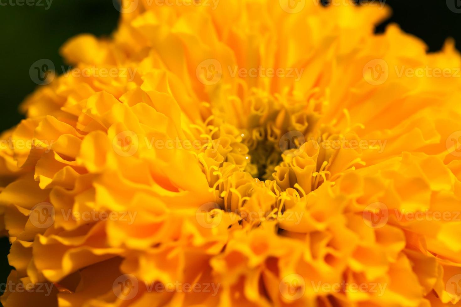 flor de caléndula amarilla con borrosa foto