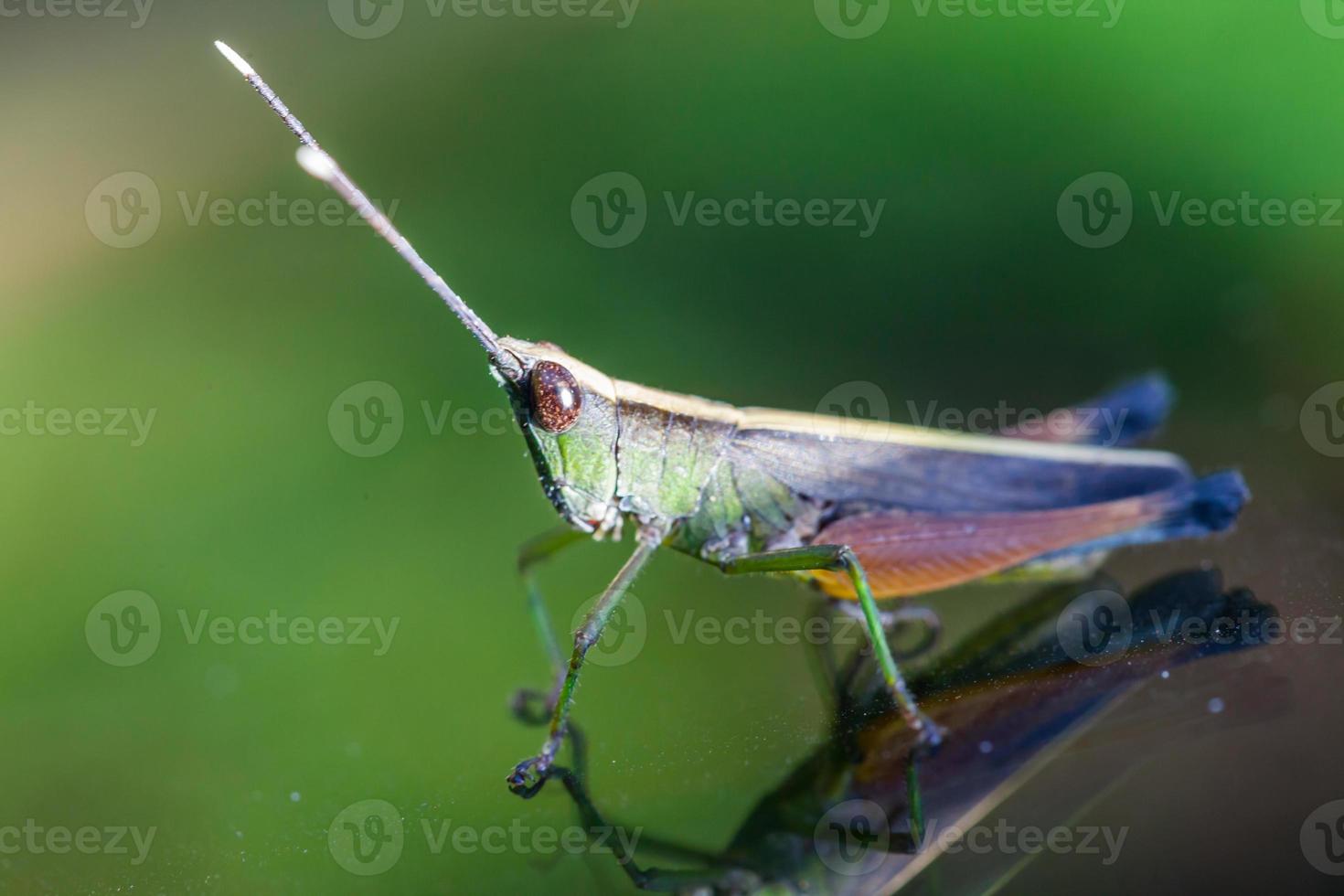 Grasshopper perching on a mirror photo