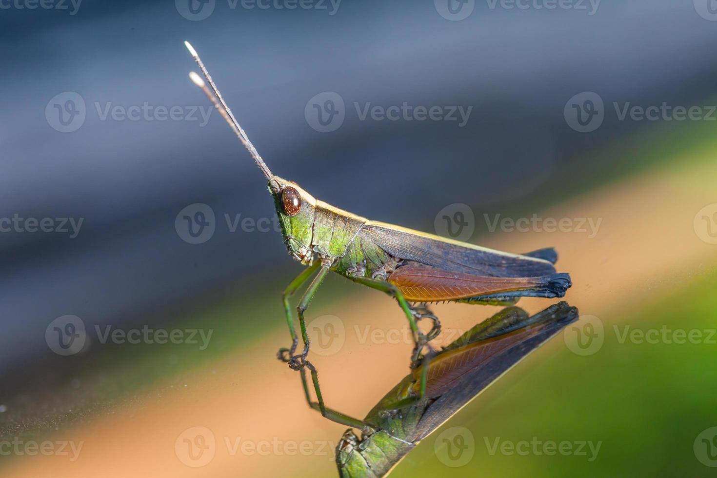 Grasshopper perching on a mirror photo