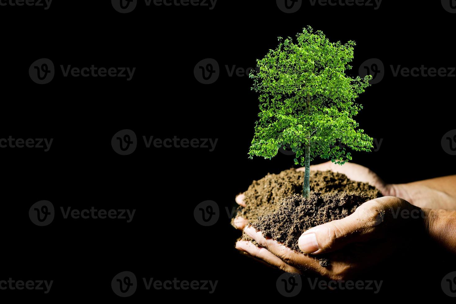 tree planting ideas to protect the environment. plant in hand ready to plant photo