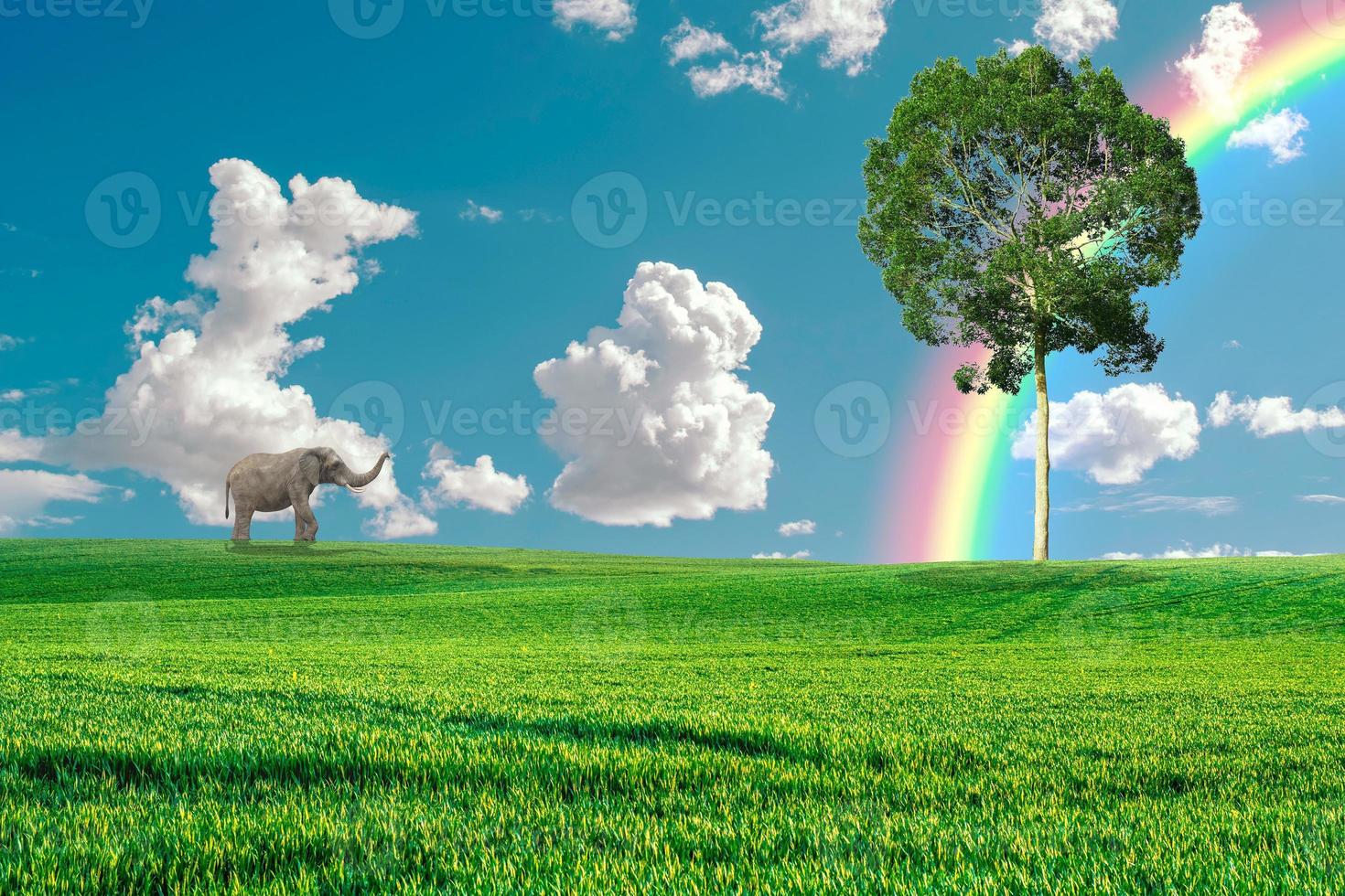 An elephant walks alone in the meadow. Forest conservation concept for elephants photo