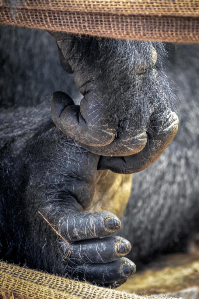 London, UK, 2013. Close up of a Western Lowland Gorillas hands photo