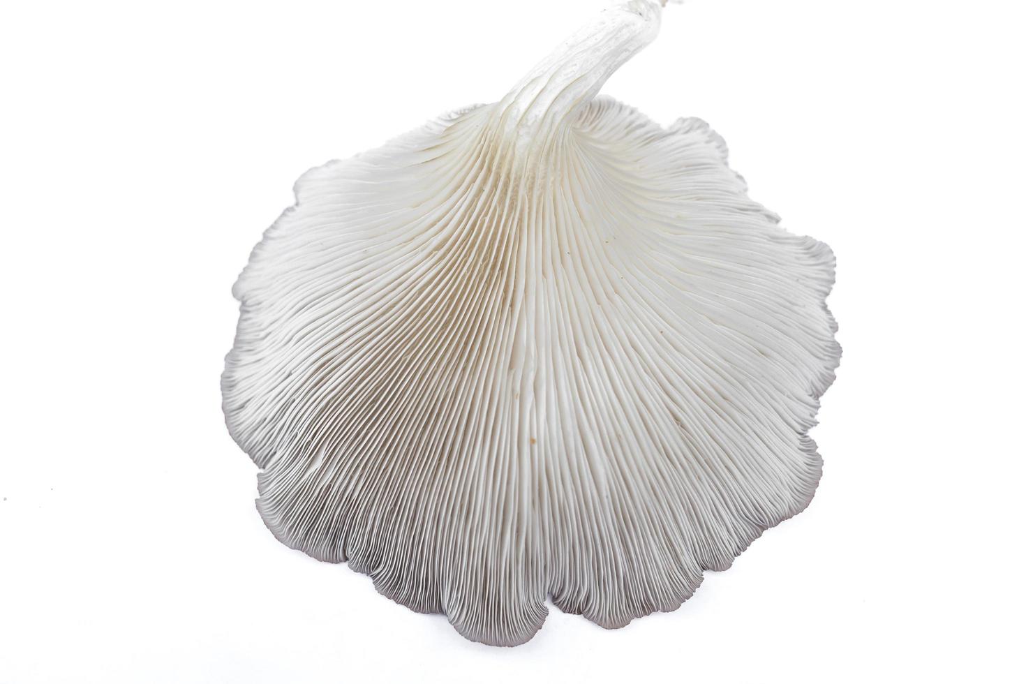 Oyster Mushroom Phoenix Mushroom, Lung Oyster Mushroom is a good choice of food for vegetarian. Close up of behind of oyster mushroom with white background. photo