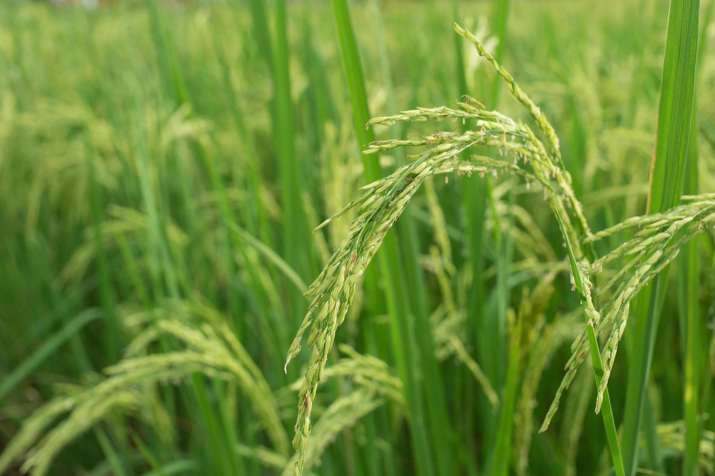 Rice plant produces grains in green rice field. photo