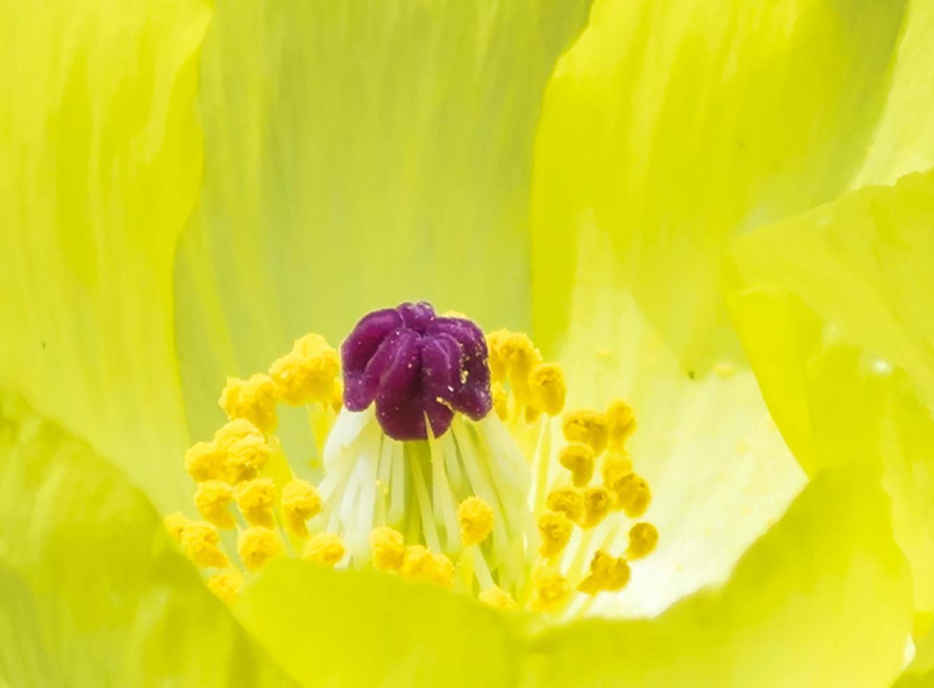 flor silvestre en bangladesh. foto