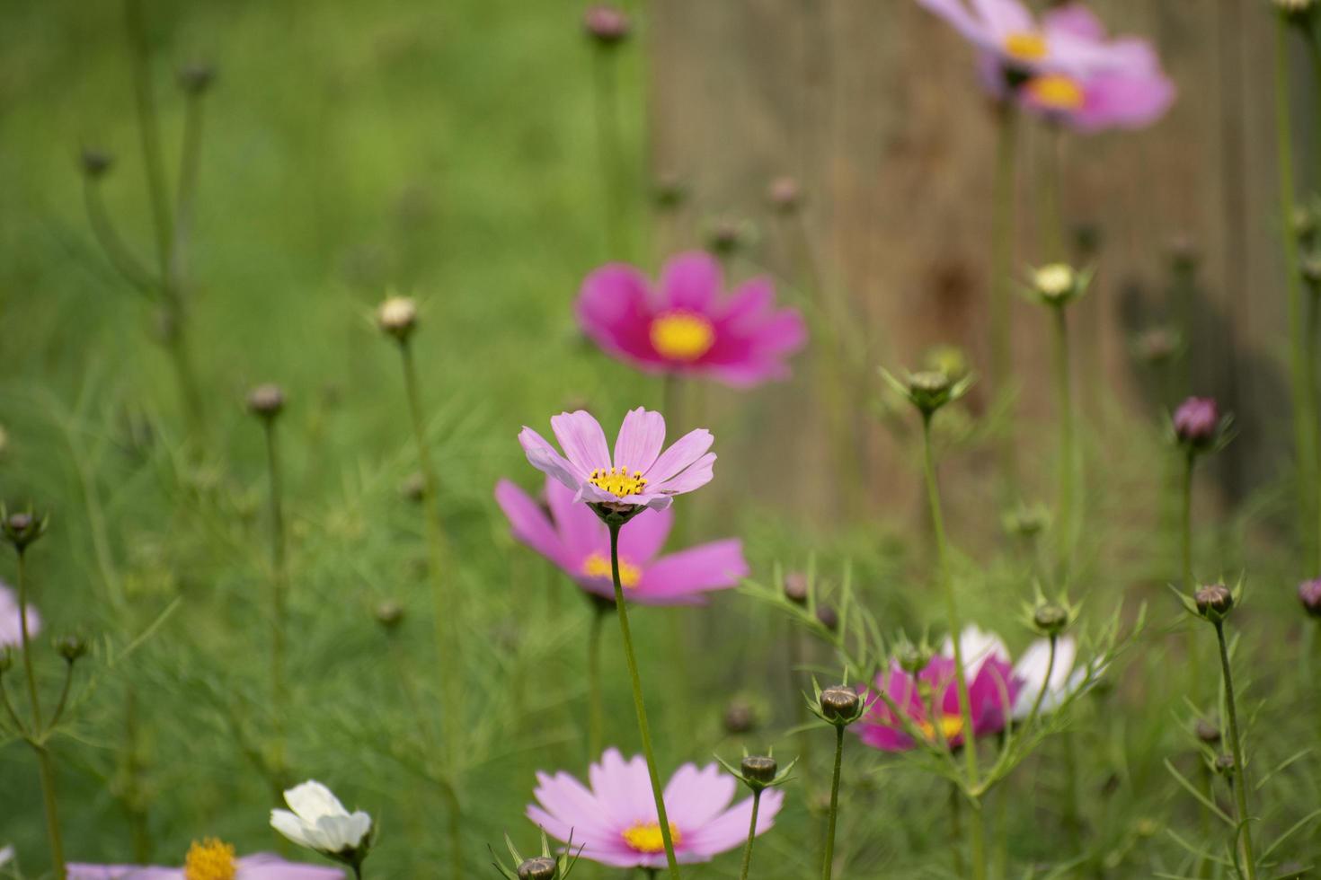 Beautiful flower in Bangladesh. photo