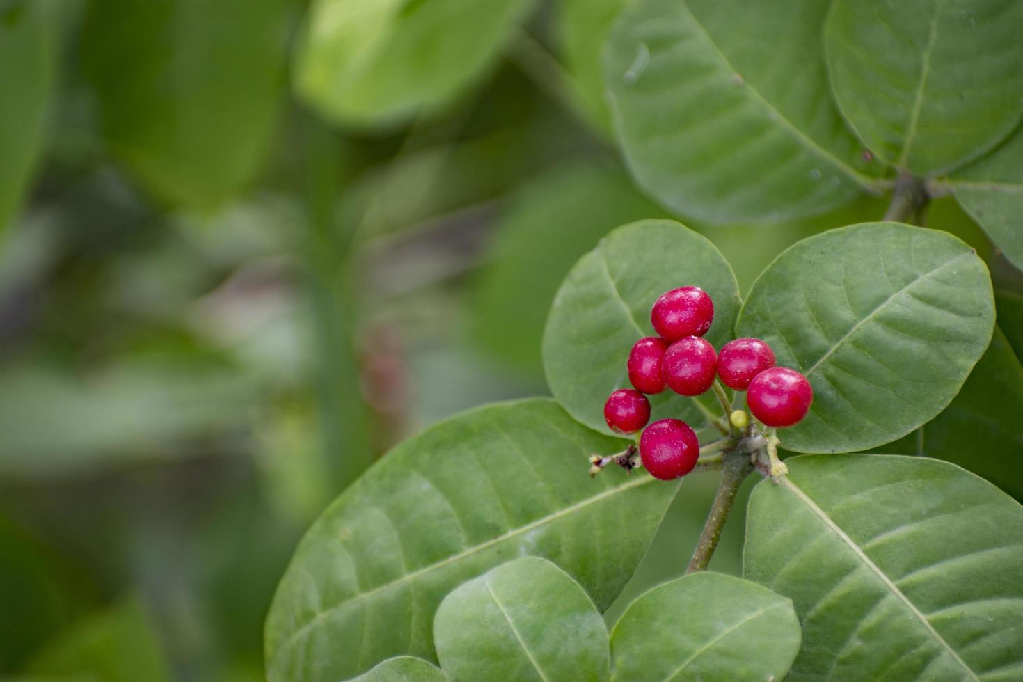 Wild Flower in Bangladesh. photo