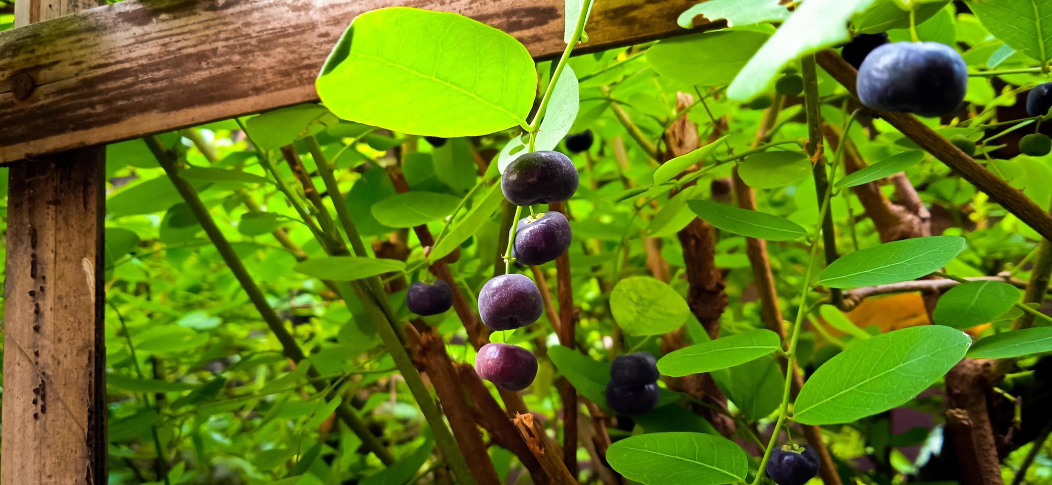 Out of focus leaf and fruit of Phyllanthus reticulatus plant with a cross bamboo fence. photo