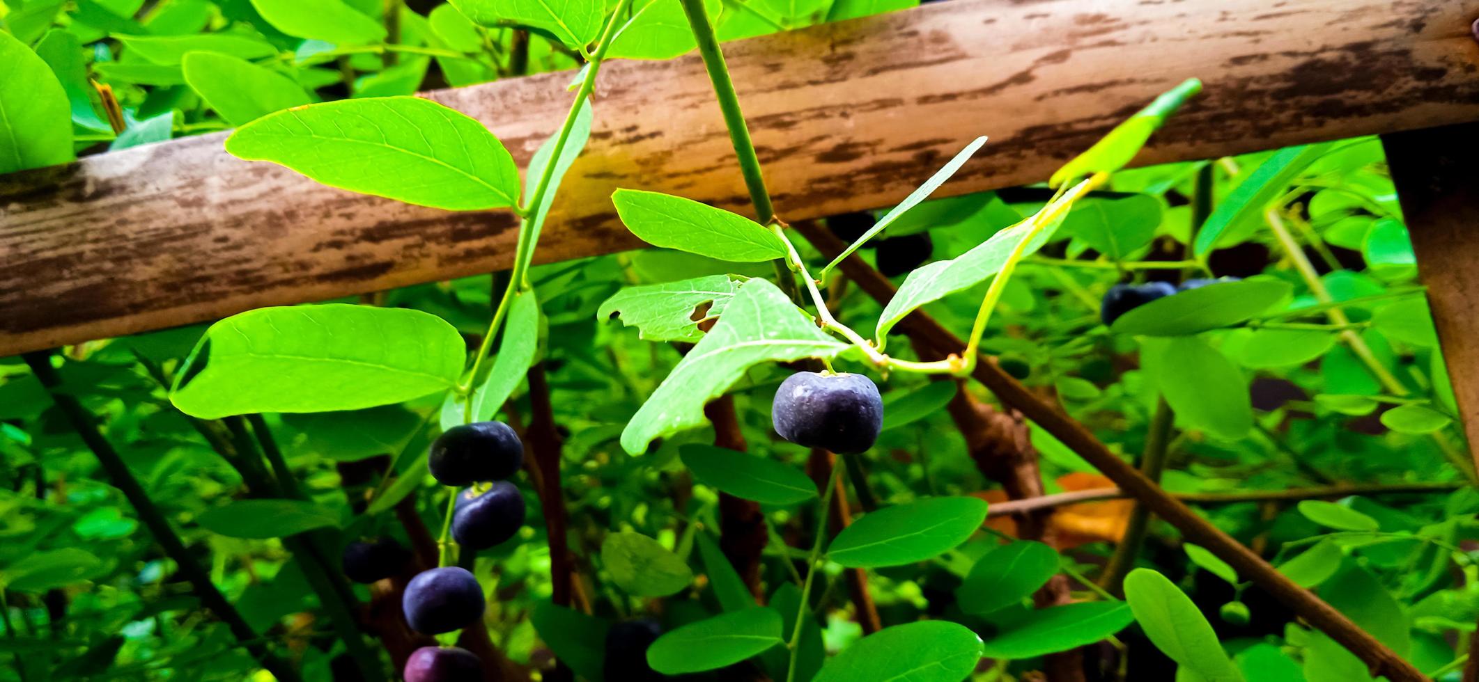 Out of focus leaf and fruit of Phyllanthus reticulatus plant with a cross bamboo fence. photo