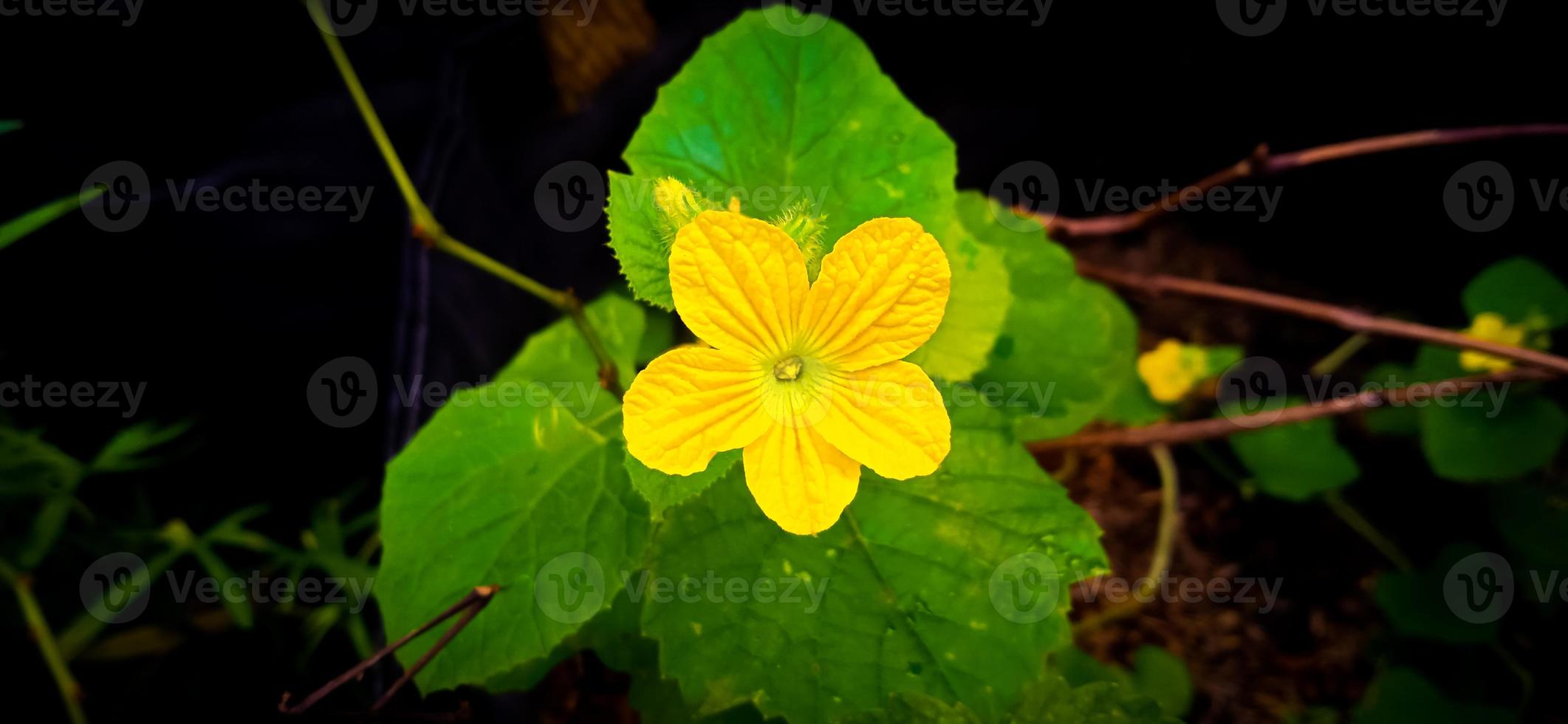 Green leaf and yellow flower of queen cucumber plant Cucumis melo, Cucurbitaceae family. photo
